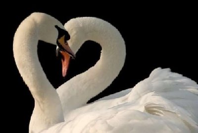 22_animallove_23187.jpg