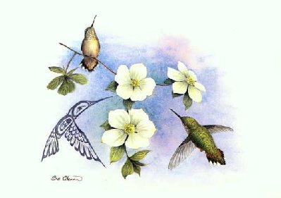 343 - Dogwood & Hummingbird.jpg