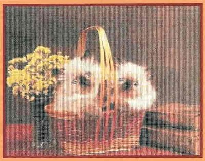 CAT-14 Purrrfect Pair.jpg