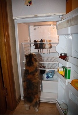 cat_1_57.jpg