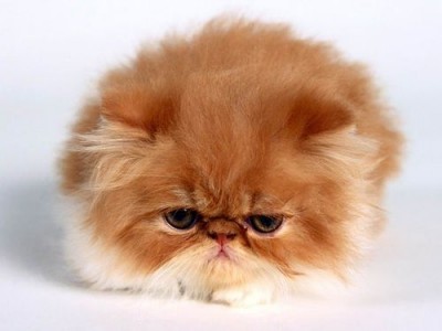 cats15-web.jpg