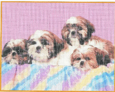 DOG-02 Over the rainbow.JPG