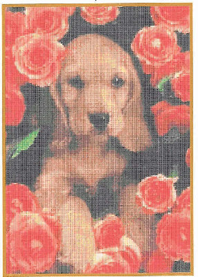 DOG-07 Rosey.JPG