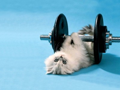 Funny_Kitten_Lifting_Weights.jpg
