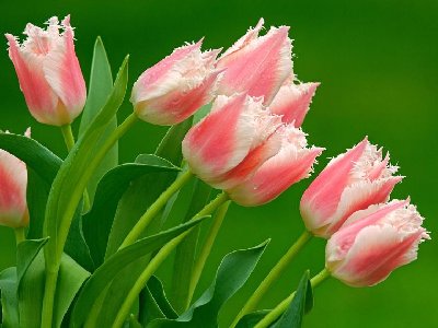 ParrotTulips.jpg