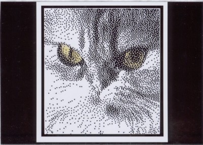 Ronnie Rowe _ Cats - Ms. Anastasia.jpg