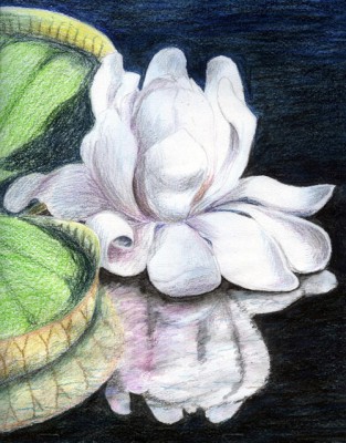 Water-Lily-500.jpg