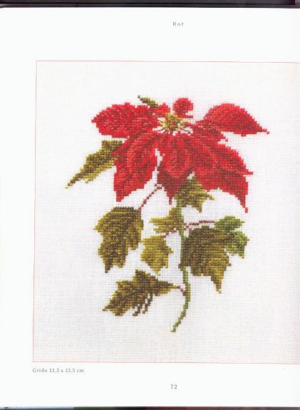 Weihnachtsstern.jpg