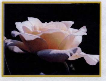 white rose.jpg